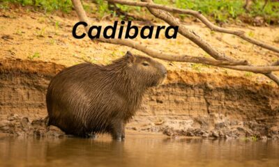 Cadibara