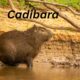 Cadibara