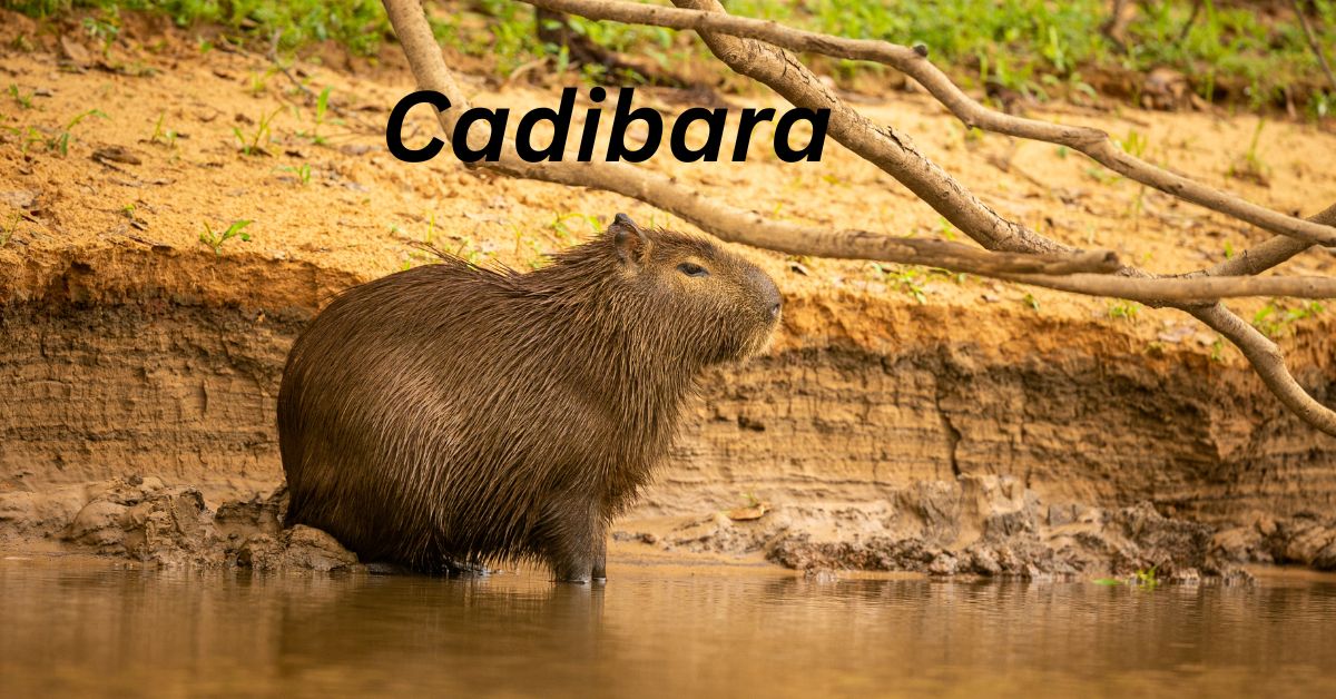 Cadibara