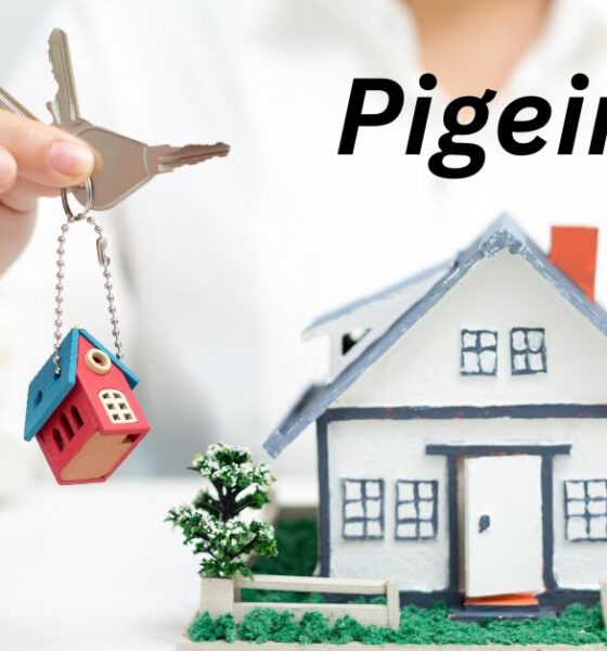 Pigeimmo